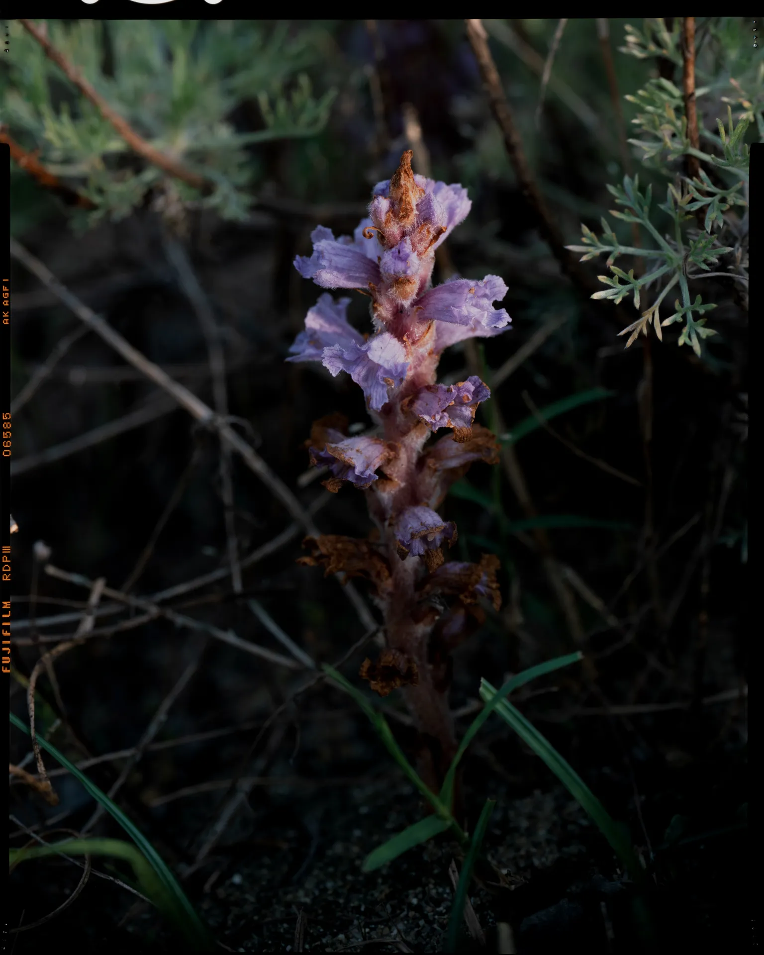 Orobanche coerulescens - 浜靭